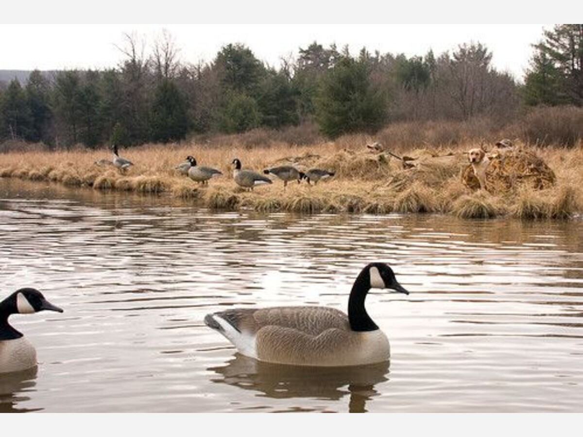 CDFW News  February Offers Special Waterfowl Opportunities for Kids,  Veterans and Goose Hunters