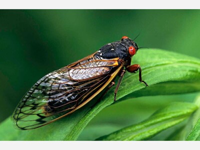 100 TRILLION CICADAS