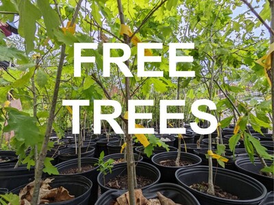 ARBOR DAY