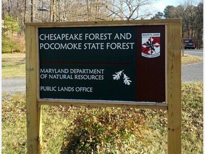 DAYTRIPS: Ancient Forests