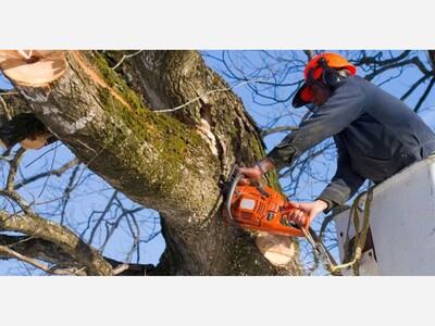 Licensed Tree Experts