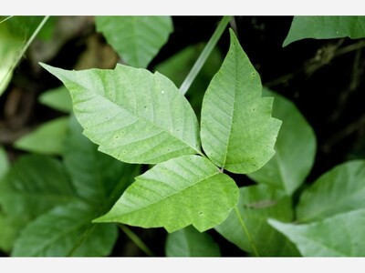 BENEFITS OF POISON IVY