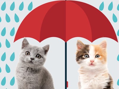 KITTEN SHOWER