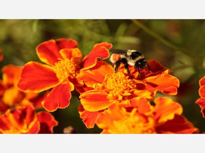 Bee Species Number