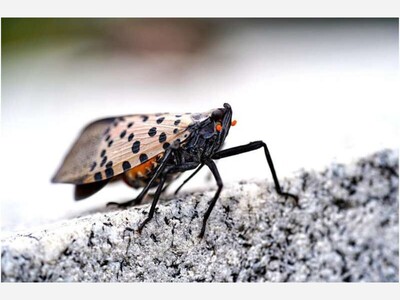 Lanterflies: The