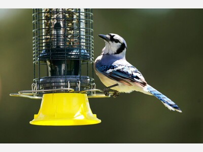 Welcoming Birds