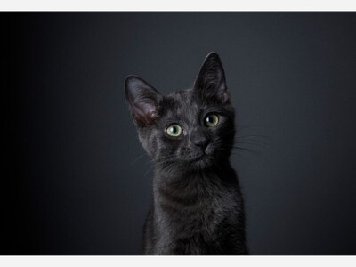 Black Cat Bias :