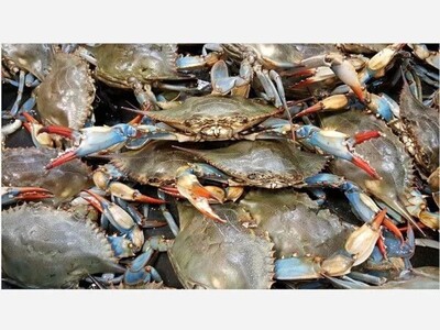 Blue Crab Numbers