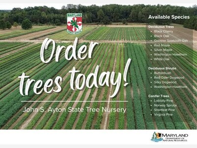 Millions Of Trees