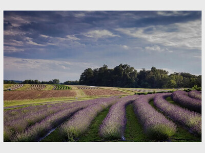 MD LAVENDER FESTIVAL 2 DAYS
